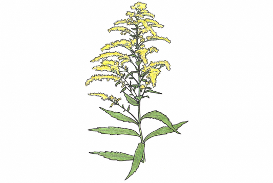 Teinture mère Verge d'or