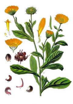 Teinture mère Calendule